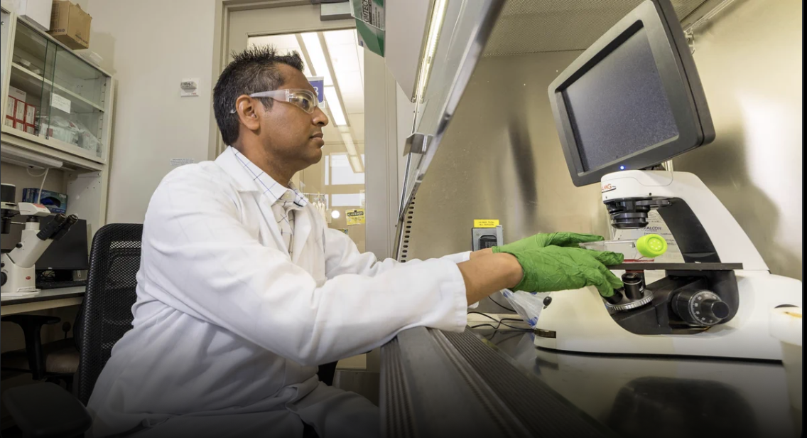 Researcher working at a microscope in a biomedical lab